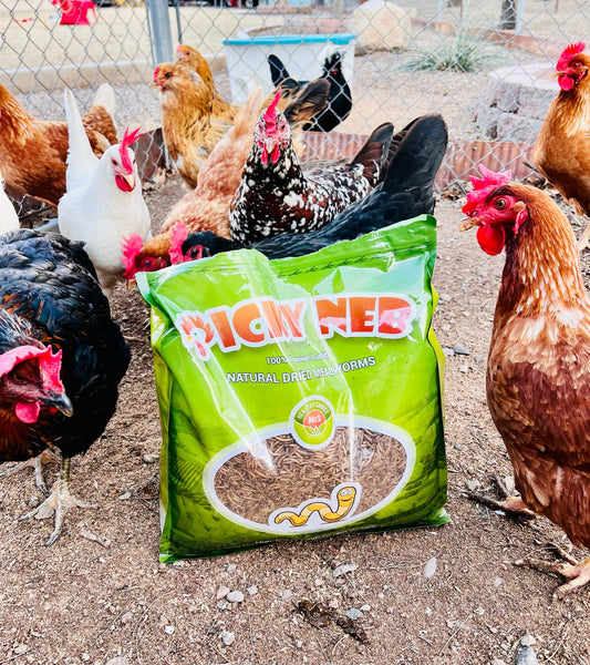 The Benefits of Feeding Mealworms and Black Soldier Fly Larvae to Your Chickens