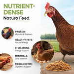 10 lbs Dried Mealworms