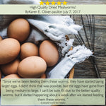 10 lb Premium Dried Mealworms for Chickens & Wild Birds - Picky Neb Inc