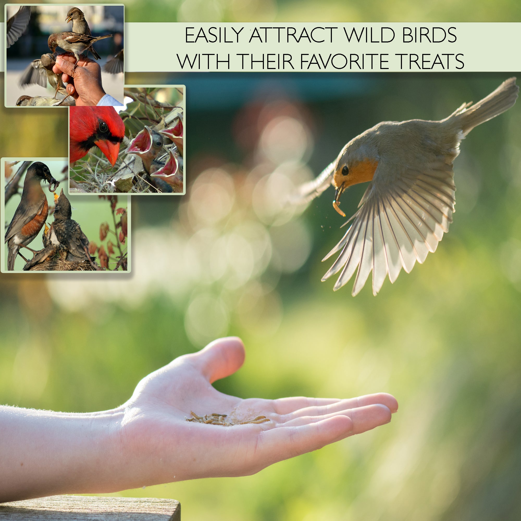 Wild bird flying to hand-fed Picky Neb dried mealworms – a favorite natural treat for wild birds and chickens.