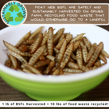 Picky Neb 100% Non-GMO Dried BSF Larvae 10 lb - Picky Neb