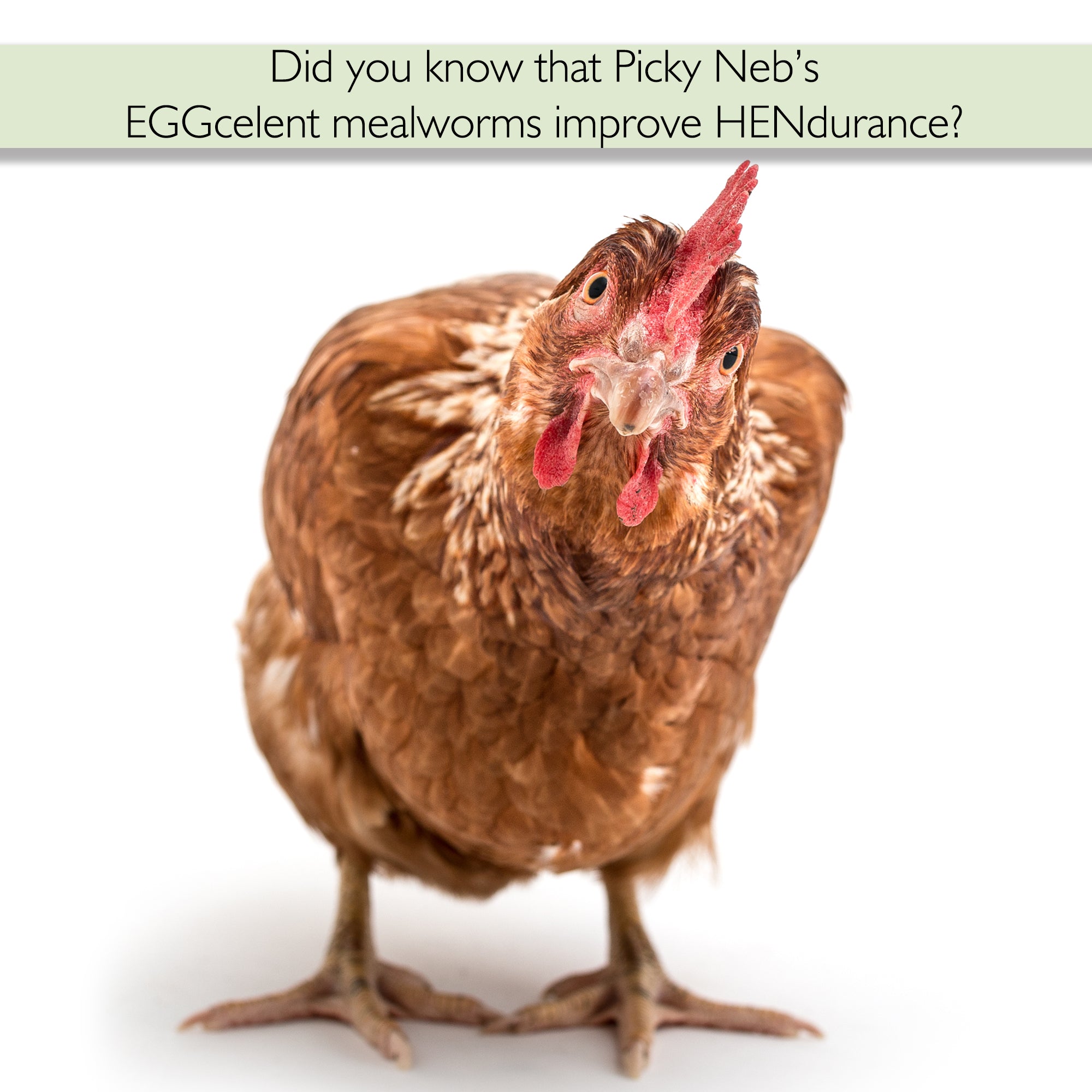 Chicken enjoying Picky Neb mealworms – high-protein treat promoting endurance and healthy flock performance.