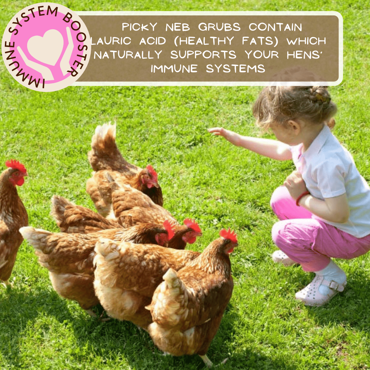 Child feeding flock Picky Neb BSFL – supports chickens’ immune system with healthy fats and lauric acid.