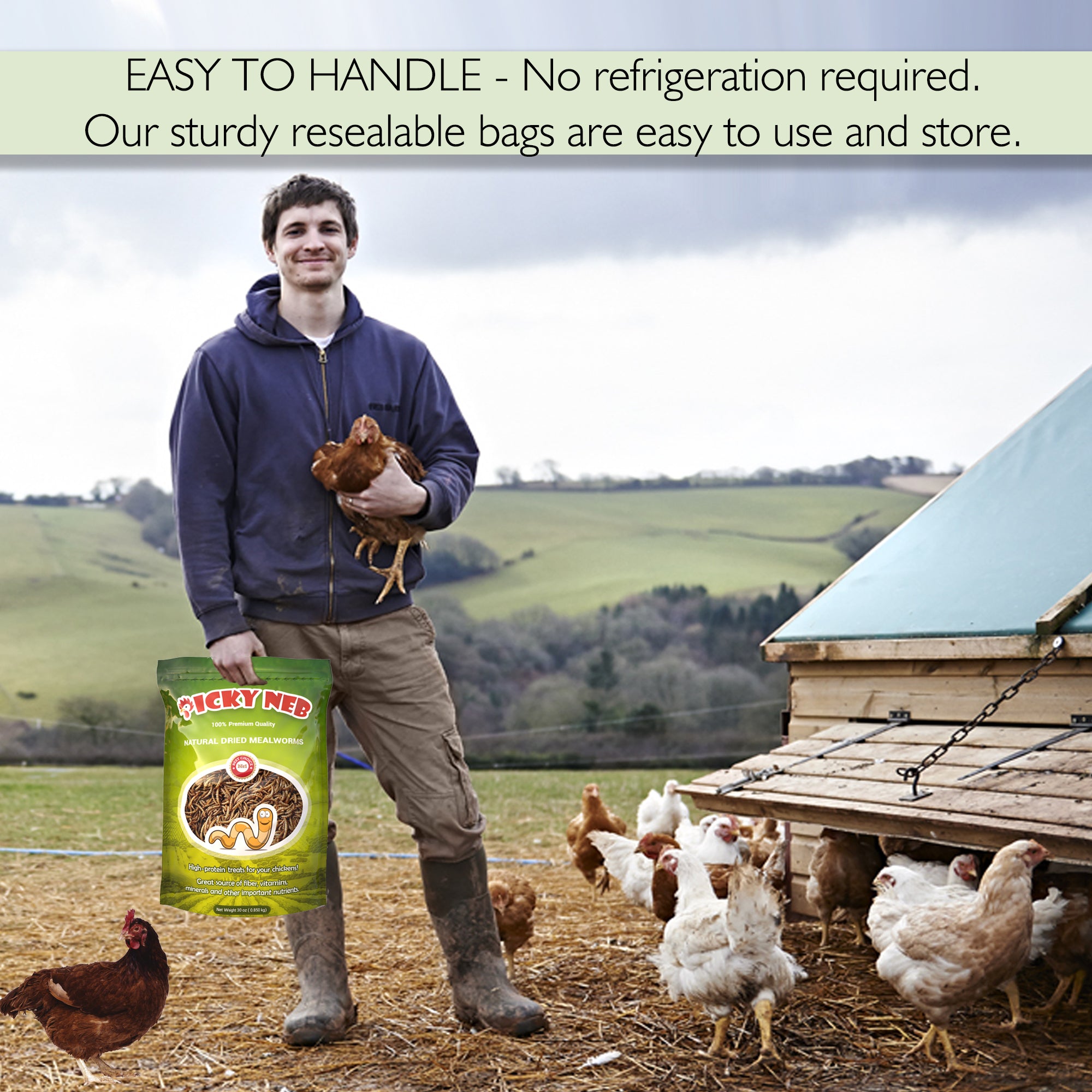 Farmer holding chicken and Picky Neb dried mealworms bag – natural protein treats for backyard chickens and wild birds.