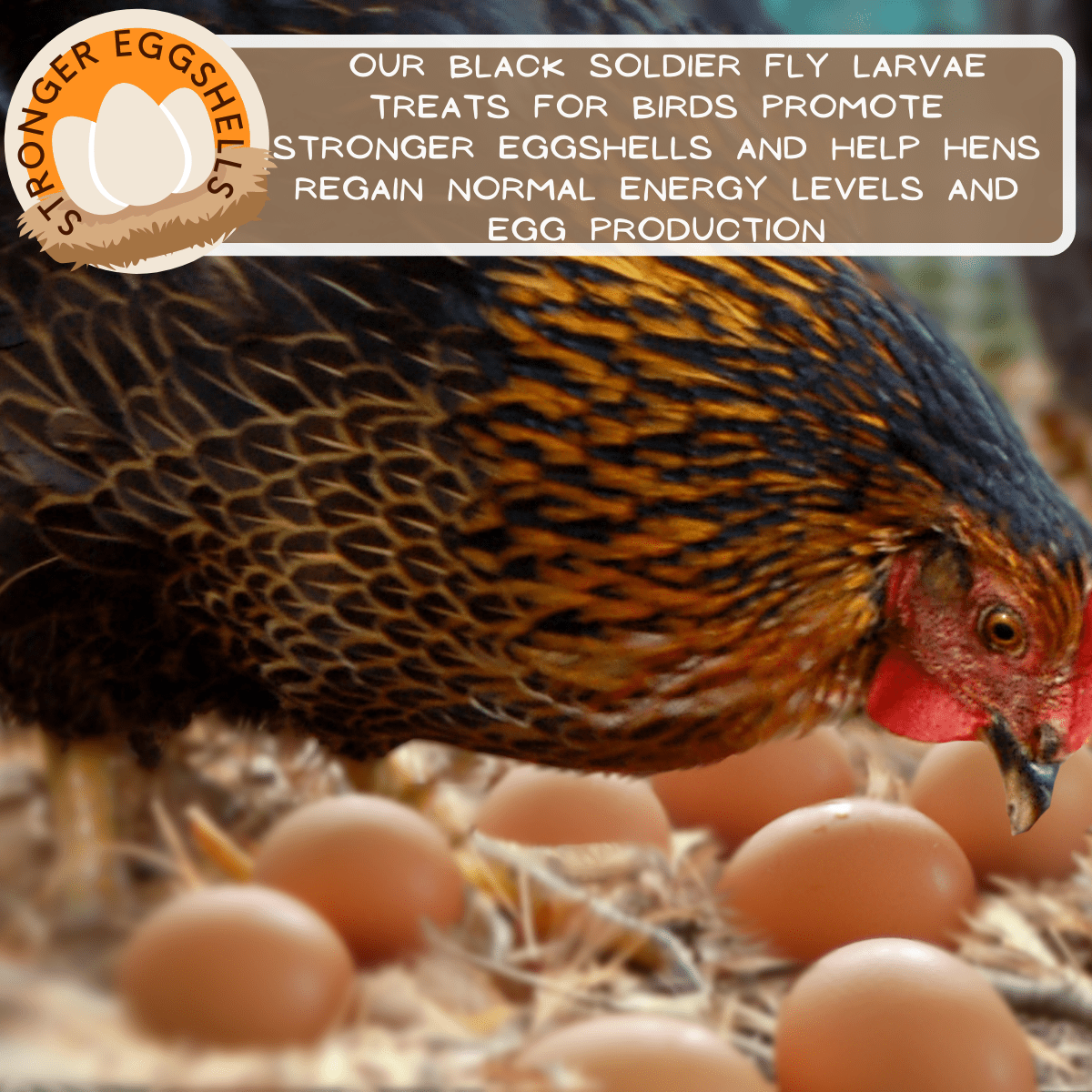 Hen surrounded by eggs – Picky Neb BSFL promotes stronger eggshells and healthy egg production in backyard chickens.