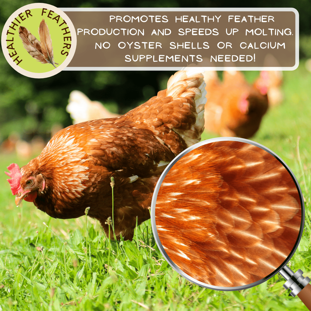 Picky Neb BSFL supports feather regrowth and speeds up molting in chickens – no oyster shell supplements needed.
