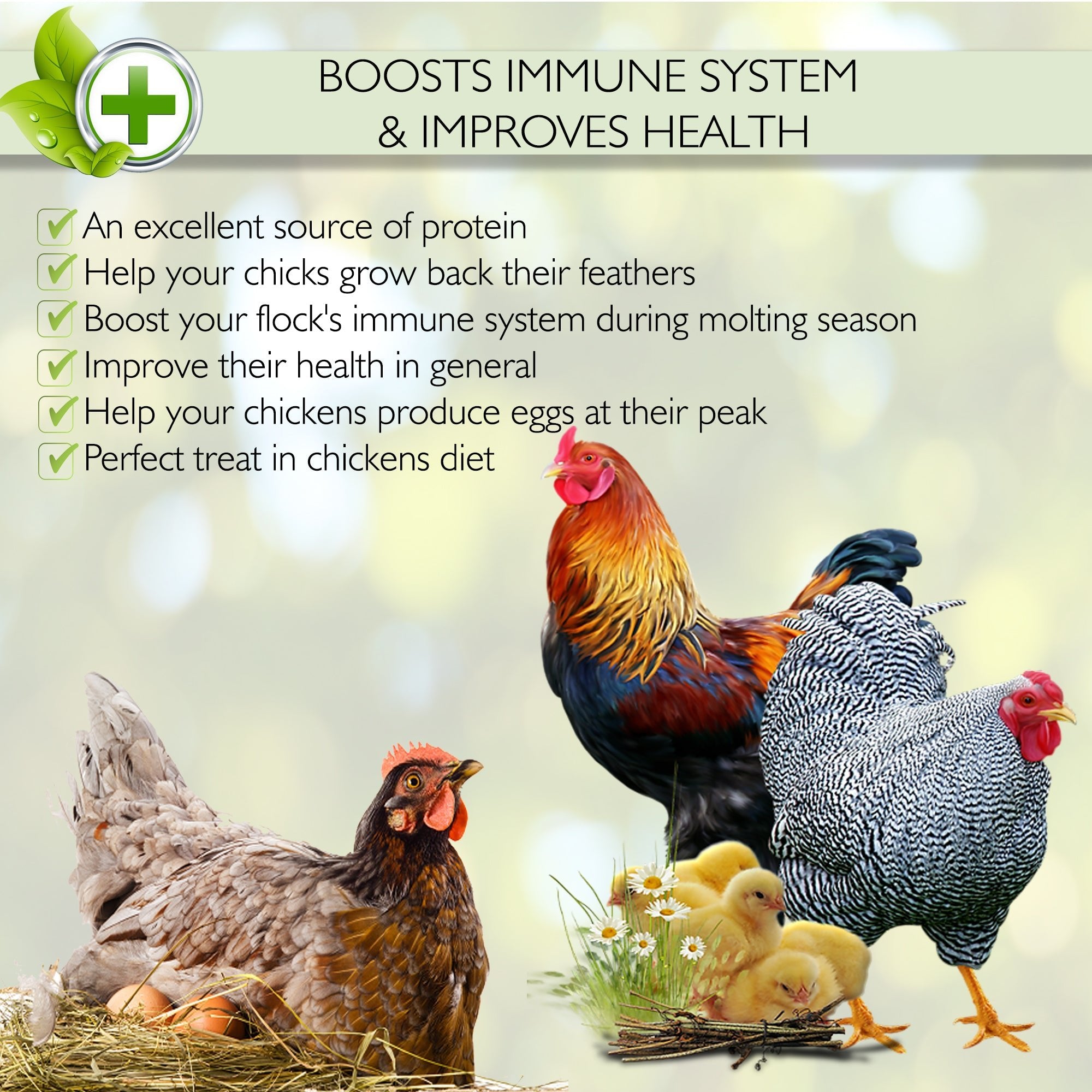 Picky Neb mealworms – protein-rich treat supporting chicken immune system, feather regrowth, and egg production.