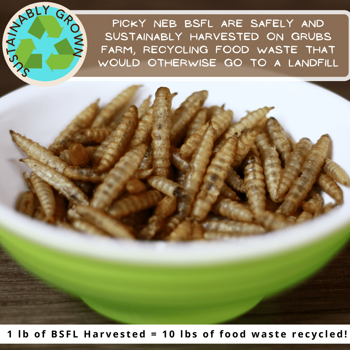 Sustainably harvested BSFL from Picky Neb – eco-friendly, natural calcium source for chickens and wild birds.